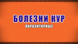 Болезни кур. Паразитарные заболевания птиц. Симптомы. Аскаридоз кур. Кнепидокоптоз. Пухопероеды