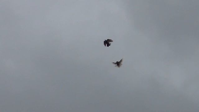 Кировоградские голуби 22 09 2019г смотреть онлайн