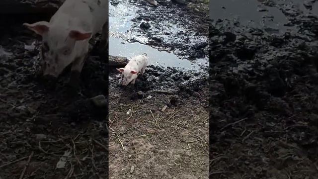 вот и Рыжий в компании дам #содержаниесвиней