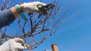 Весенняя обрезка персика и сливы 2023г.