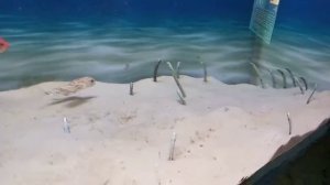 песчаные черви