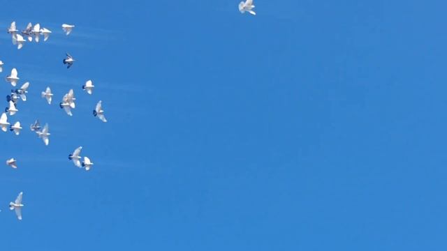 АНОНС! В гостях у Рафо Кировабадского в Москве! 17.07.24г смотреть онлайн