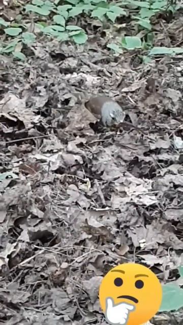 #shorts / Что это за птичка? Парк Сокольники смотреть онлайн