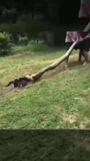 Snake caught a dog смотреть онлайн
