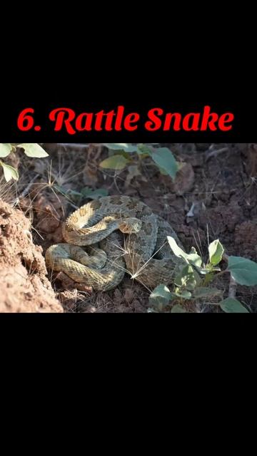 Top 10 Most Venomous Snakes in the World #shorts #venomous #snake смотреть онлайн