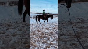 Лошадь взбесилась !!! Разнесла конюшню !