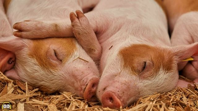 How else do animals sleep? - lullaby (sleep music for babies) part 2 смотреть онлайн