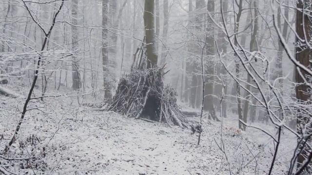 Волк встал на защиту девушки и пошёл против стаи. Причина шокирует вас! смотреть онлайн