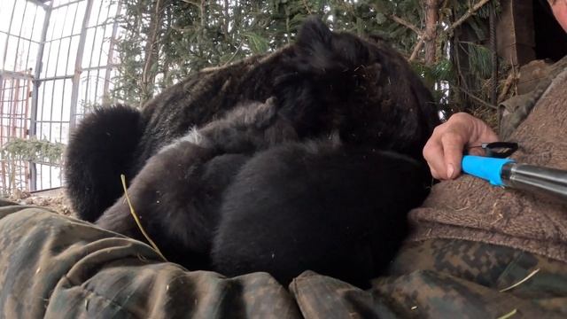Первые шаги в съёмках медведей. смотреть онлайн