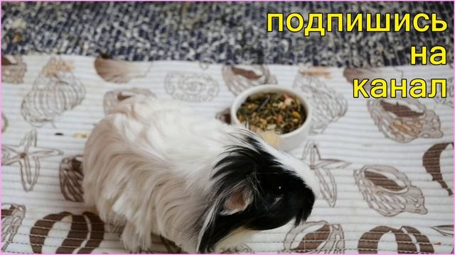 ПОДПИШИСЬ на SvinkiOnline смотреть онлайн