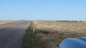 Emu`s in the Australian outback