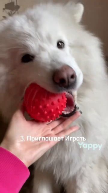 А Вы знали ? #животные #собака #самоед смотреть онлайн