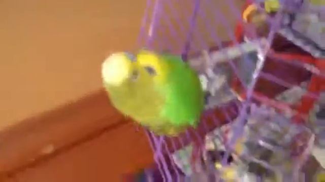 Кеша Танцует на 8 Марта смотреть онлайн