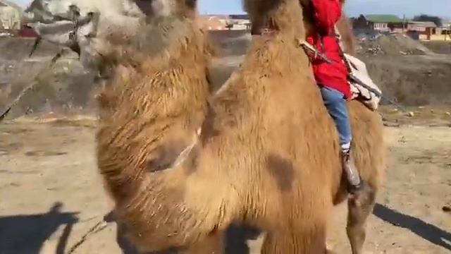 Калмыкия. Элиста. " Верблюжий остров" смотреть онлайн