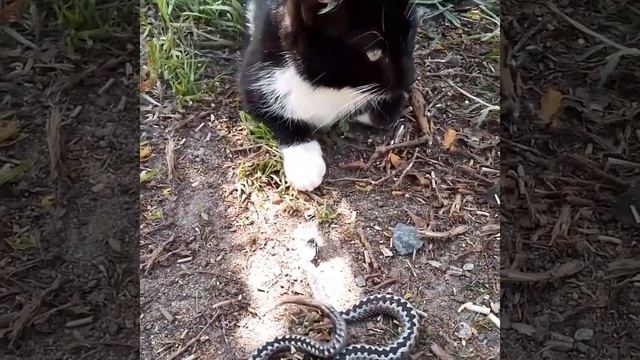 """Монтик и Змея""" ... смотреть онлайн