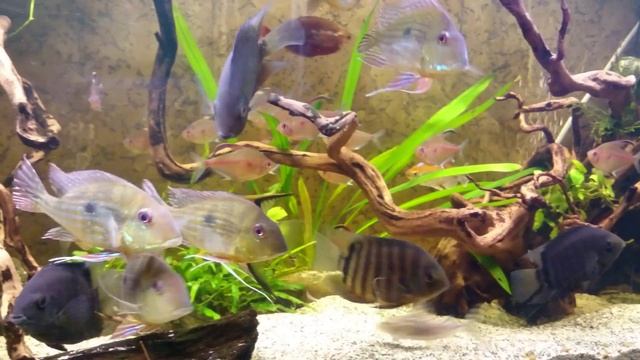Geophagus Winemilleri dzienne światło 4K смотреть онлайн