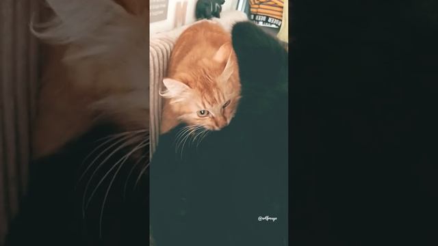 Животный массаж, вы так не сможете 😂 #массаж #animals #dog #cat #shorts подпишитесь пожалуйста 🙏 смотреть онлайн