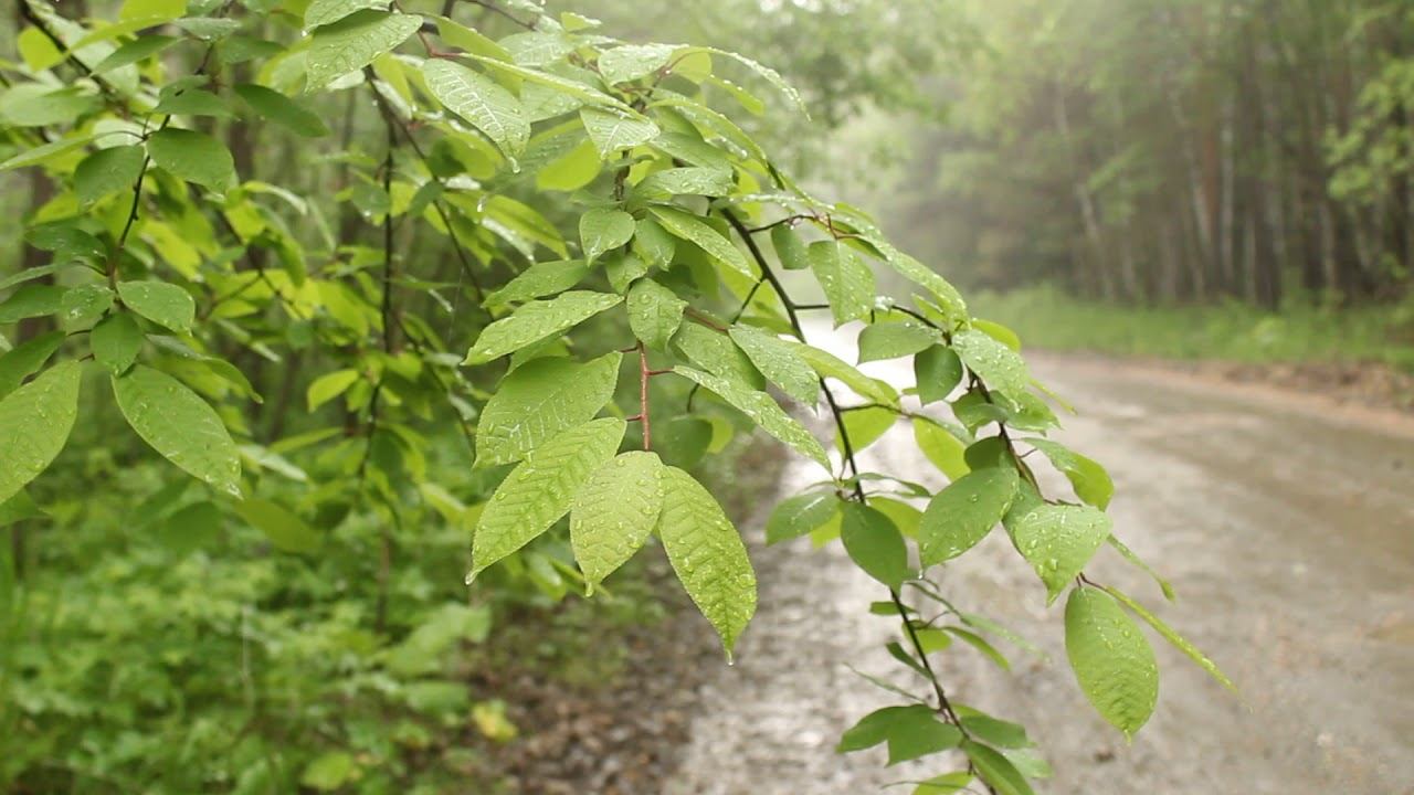 Дождь в лесу смотреть онлайн