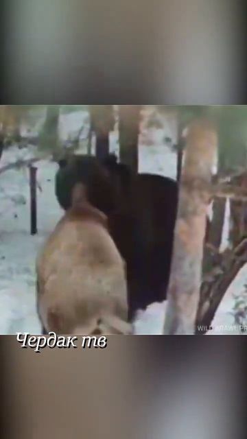 A boar attacked a bear. смотреть онлайн