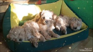 С добрым утром, мальтипушечки!