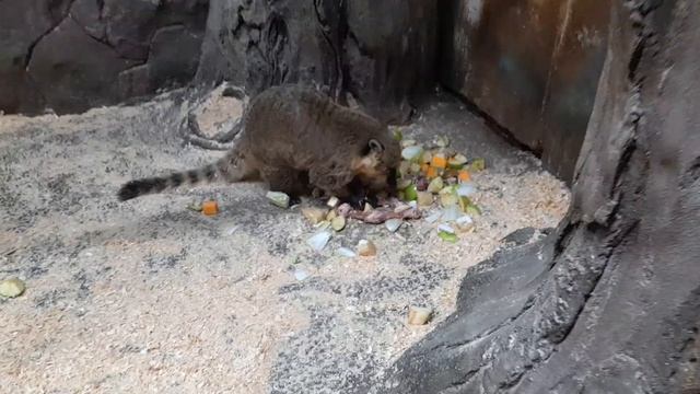 Носуха кушает. Eating Nasua. Eating Coati. смотреть онлайн