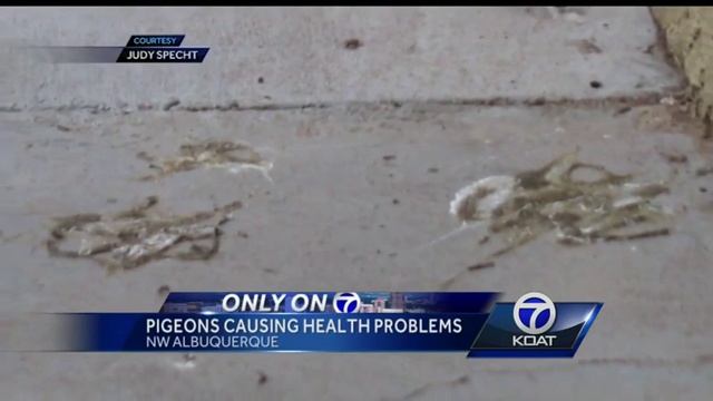 Envrionmental Health official: Bird mites a 'nightmare' смотреть онлайн