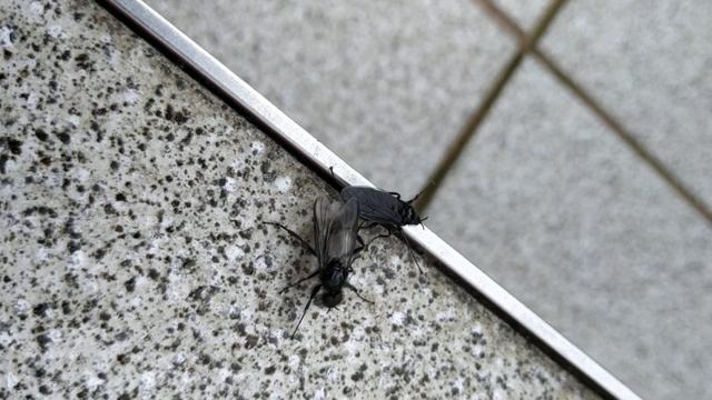 Black gnuts mating, bibio johannis 🦟 смотреть онлайн