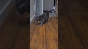 Почему выбрали Jarvi и ушли с Grandorf?