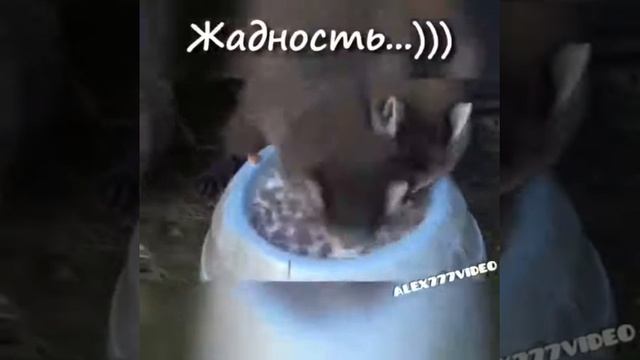 ЖАДНОСТЬ смотреть онлайн