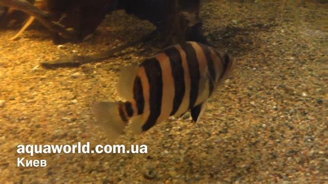 Тигровый окунь смотреть онлайн