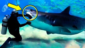 Возможна ли дружба человека с акулой?