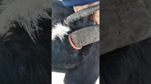 Обезроживание коз резинками. Что получается