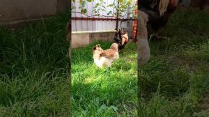 Куры породы Фавероль, лососевый и махагоновый окрас