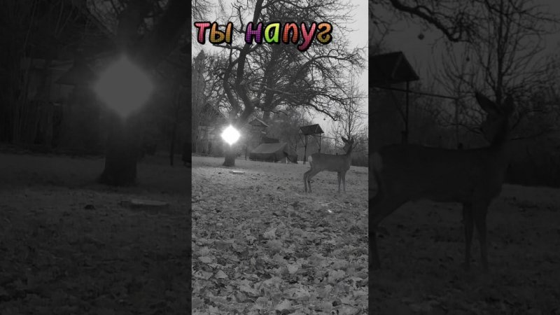 Ты напуган??? #wildlife #дикаяприрода #nature #deer #trailcamera #animals #birds #hunting