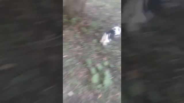 Поимка кролика смотреть онлайн