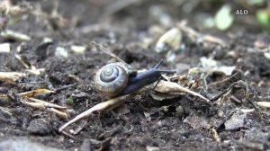 Tierisches Leben im Kleingarten