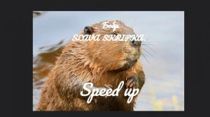 Сидим с Бобром за столом Speed up Top remix