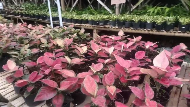 Promo Anggrek Saidenfadenia Mitrata dan Diskon Aglonema 35% смотреть онлайн