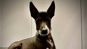 Ксолоицкуинтли (показываю на своей собаке) основные команды