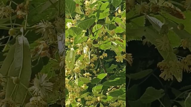 природа🌿🐝пчёлки собирают липовый нектар для мёда смотреть онлайн