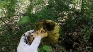Полубелые грибы и рыбалка в Ленинской пойме.