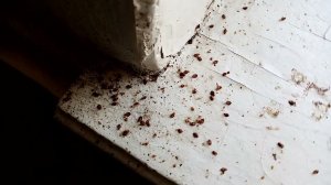 Клопы в общаге. Большое заражение