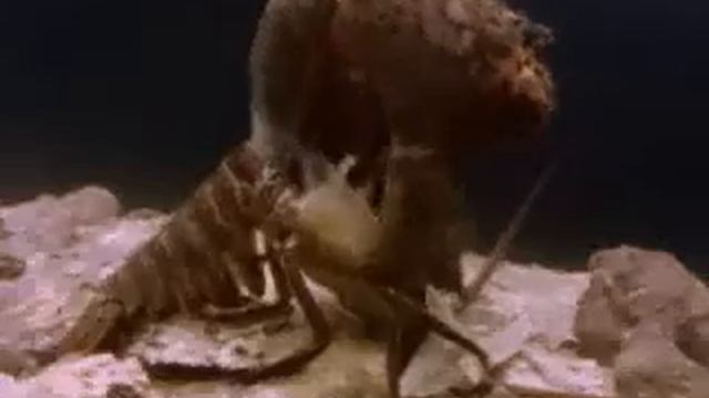 Fantastiska Djur Film Del 22 Langust смотреть онлайн