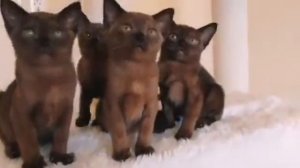 Котята Абиссинской породы