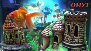 279. ВАШИ КОММЕНТЫ и НЕ ТОЛЬКО...