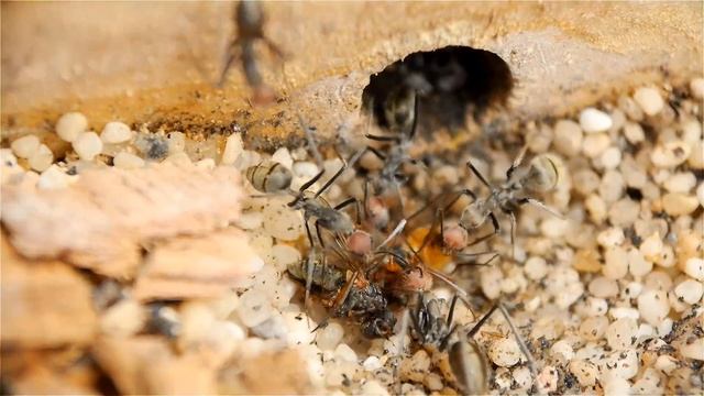 Camponatus singularis futter Fliegen смотреть онлайн