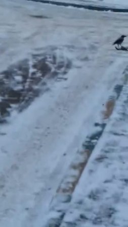 варона есть голубя
