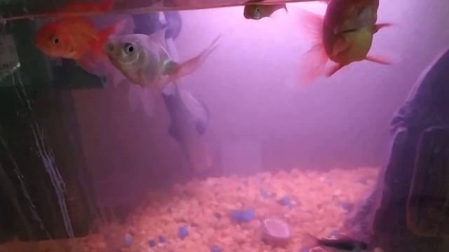 Как кормить аквариумных рыб смотреть онлайн