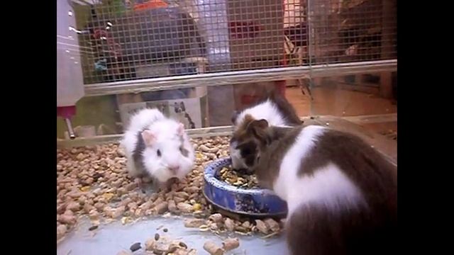 Видео. Морские свинки. смотреть онлайн