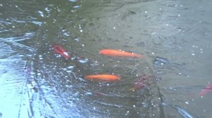 Рыбки в замёрзшем  пруду